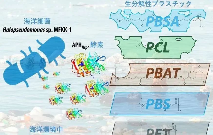 日本发现可快速分解海洋中生物降解塑料的细菌